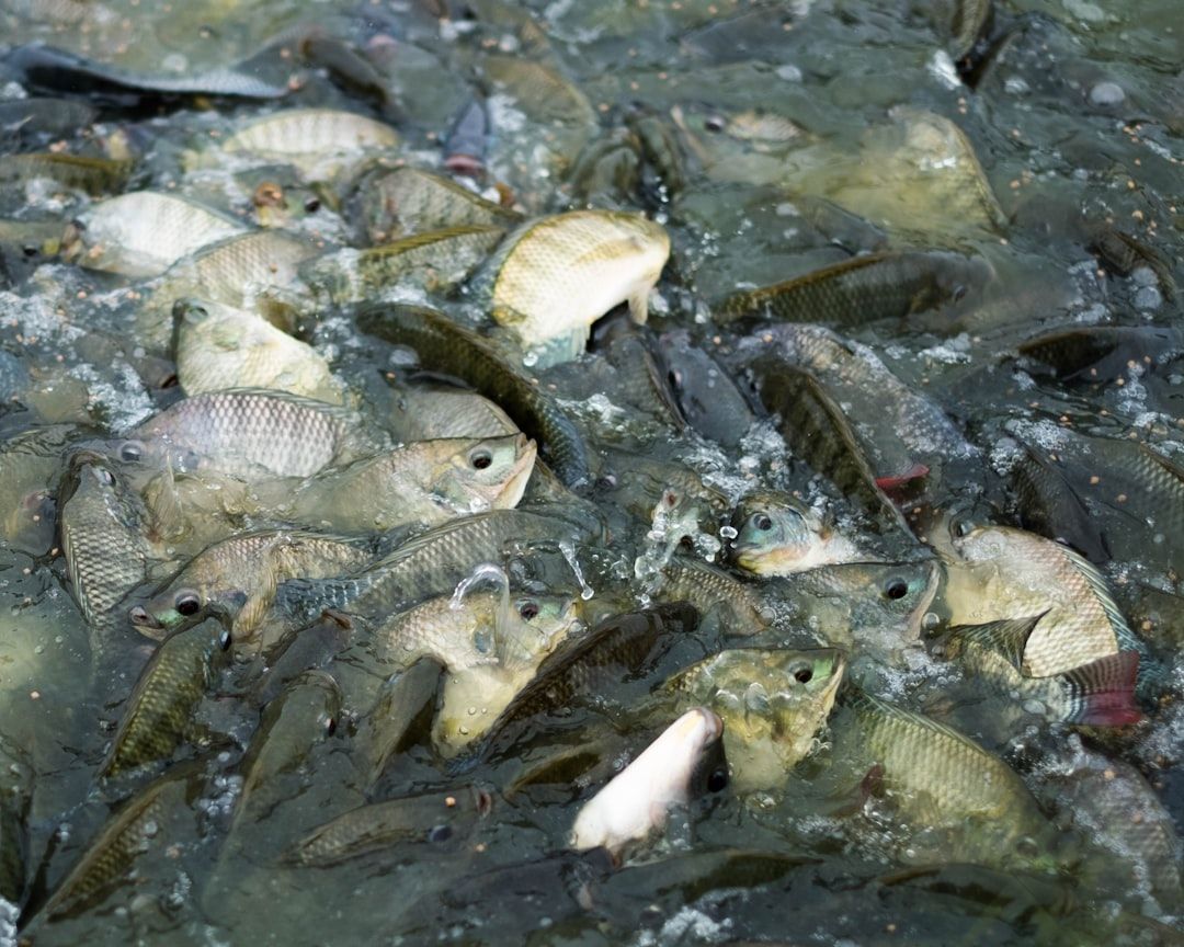Mängder av fiskar med fjäll trängs vid vattenytan i grumligt vatten.